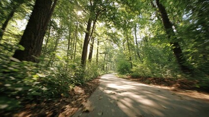 Obraz premium Sun-dappled road through a lush green forest