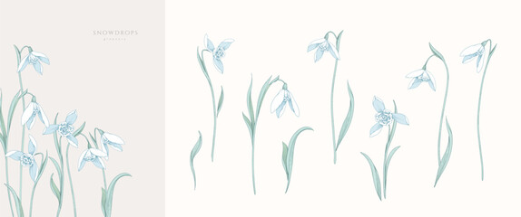 Spring set of snowdrops flowers. Detailed botanic floral collection for Valentines day invitation, wallpaper