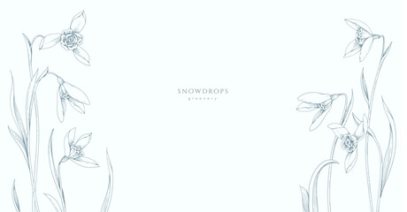 Spring background with snowdrops flowers. Detailed botanic floral collection for Valentines day invitation, wallpaper art