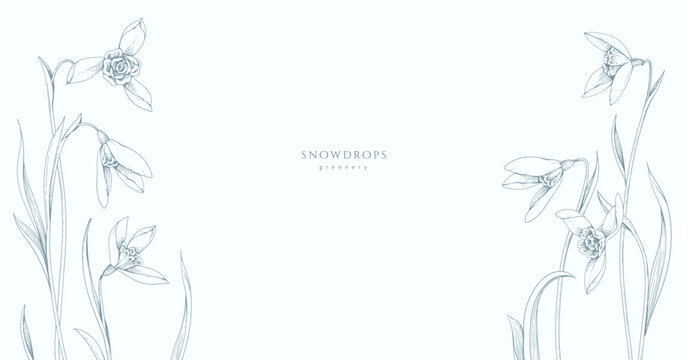 Spring background with snowdrops flowers. Detailed botanic floral collection for Valentines day invitation, wallpaper art