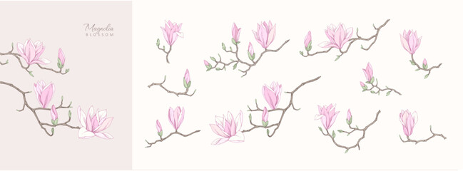 Set of magnolia blooming, flowers and brunch. Spring Detailed background with botanic floral elements for Valentines day invitation, wallpaper