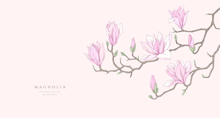 Magnolia blooming. Spring background with flowers and brunch. Detailed botanic floral collection for Valentines day invitation, wallpaper