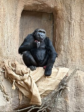 Nahaufnahme eines Gorillas in einem Leipziger Zoo	