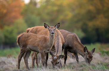 Obraz premium deer in the woods