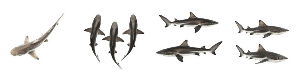 Four Shark Pup Poses PNG Set Isolated on White Background - Realistic Elasmobranch Graphics for...