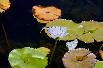 Flowering water lilies on the pond in the rays of the sun.