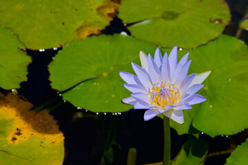 Flowering water lilies on the pond in the rays of the sun.