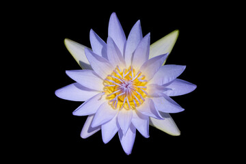 Flowering water lily isolated on black.