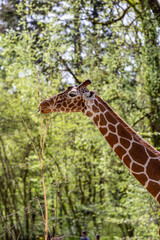 A giraffe stands gracefully in a zoo, nibbling on tall grass among lush greenery under sunlight
