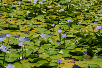 Flowering water lilies on the pond in the rays of the sun.