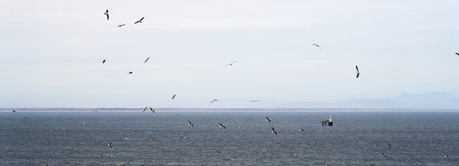 Soaring seagulls against the background of the sea stretching beyond the horizon.