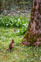 A squirrel explores the lush grass near a tall tree surrounded by gentle lilac chess flowers.