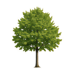 PNG Lush green tree illustration