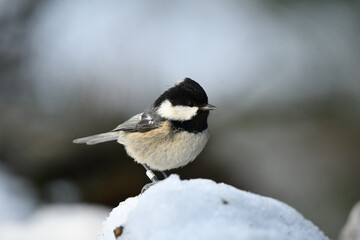 Tannenmeise © Christian