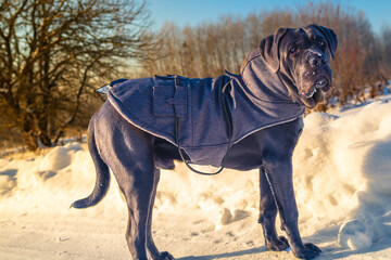 Cane Corso on Cold Winter Walk Outdoors