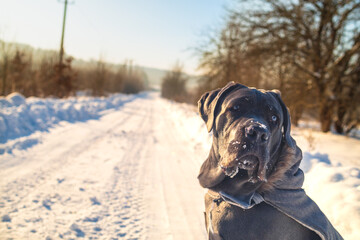 Cane Corso on Cold Winter Walk Outdoors