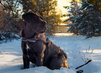 Cane Corso on Cold Winter Walk Outdoors