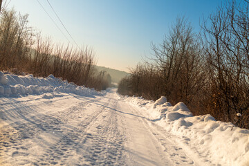 Cold Winter Forest on Frosty Morning