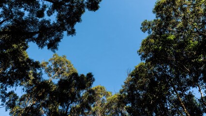 Fototapeta premium Looking up through the treetops to blue sky