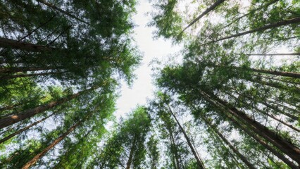 Looking up at tall trees in forest