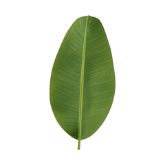 Obraz premium PNG Vibrant green tropical leaf