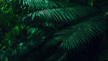 Obraz premium Lush Tropical Palm Leaves