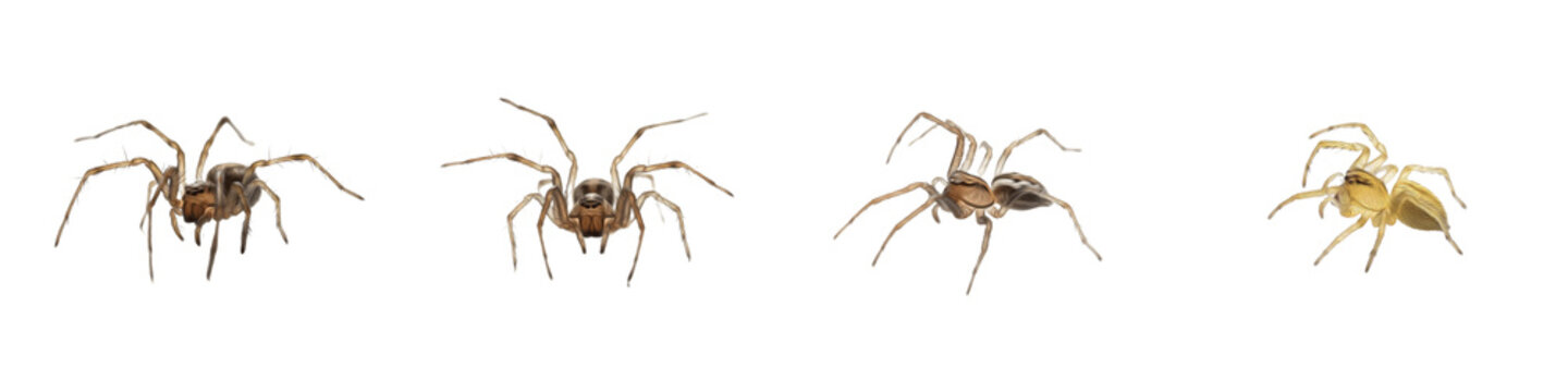 Four Spider Poses PNG Set Isolated on White Background - Realistic Arachnid Graphics for Nature Education, Garden Wildlife, and Biological Science Projects