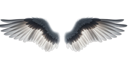 A symmetrical pair of gray and white bird wings spread out against a transparent backdrop