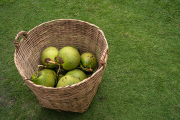 There are fresh green coconuts in a basket on the green lawn