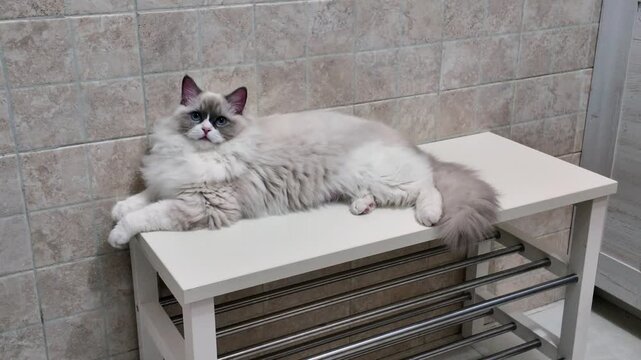 Cat relaxing on a table in a room with tiled walls and shelves during the day