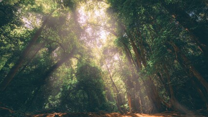 Sunlit Forest Canopy