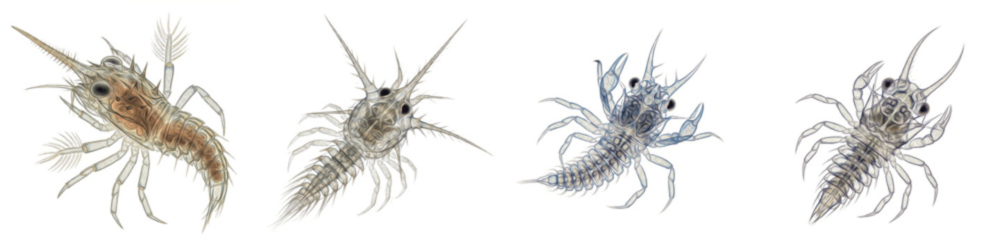 Four Crab Zoea Poses PNG Set Isolated on White Background - Realistic Crustacean Larva Graphics for Marine Biology, Ocean Life Education, and Scientific Design