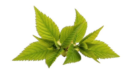 Overhead view of vibrant green leaves sprouting from a central point, isolated on black