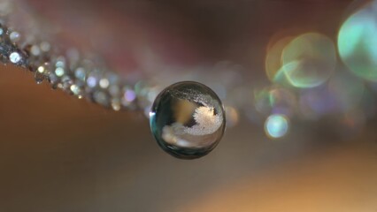 Water droplet on spider web