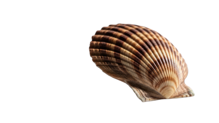Single, detailed shell with brown and beige ridges, set against a stark black background