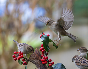 Sparrows in winter, due to lack of food, fight over the food offered!