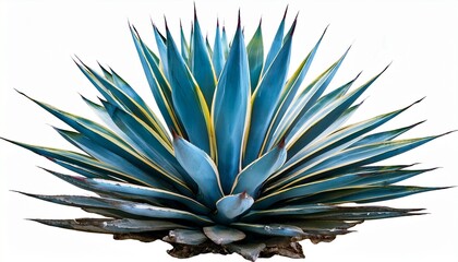 teal blue agave plant with sharp pointed leaves and golden edges on black succulent isolated on white background cut out