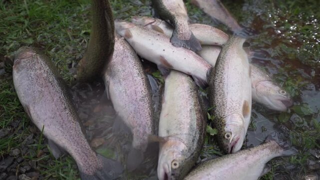 Fresh trout catch in red tub and grass, angler laying out glistening rainbow trout after river session, silver scales sparkling with water droplets, damp grass
