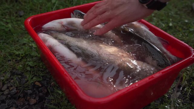 Hands inspecting trout in red tub with water and bubbles, fisherman sorting and handling slippery rainbow trout, closeup of wrist and fingers gently arranging