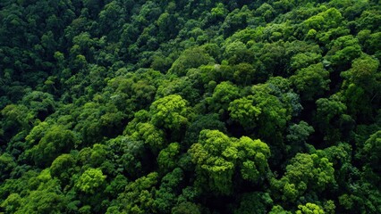 Lush Green Tropical Rainforest Canopy