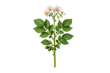 A plant with small white flowers and green leaves extending from a central stem is presented in a botanical style on white and transparent