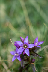 Purple flowers of german gentian (Gentianella germanica) grow tall among green grass in Gemeinde Bohinj, Slovenia showing nature's beauty during summer days.