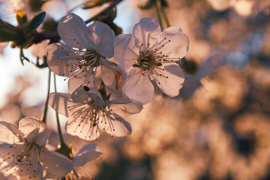 Primo piano di fiori di ciliegio rosa in piena fioritura, con delicato sfondo sfocato e un gioco di luci e ombre che crea un effetto chiaroscuro naturale, evocando primavera, natura e serenit&agrave;.
