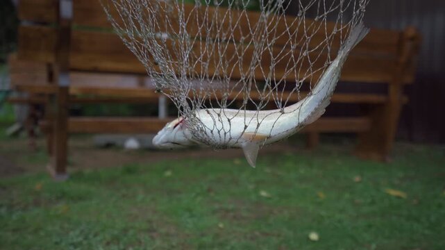 Close-up of a large zander fish caught in a fishing net. The fresh catch is alive and twitching while a fisherman holds it