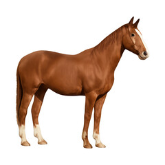 Fototapeta premium PNG Elegant brown horse silhouette.