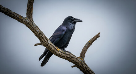 Obraz premium Image of black raven perched on branch against grey sky, creating a stark contrast, representing nature, wildlife, and a sense of mystery and intelligence
