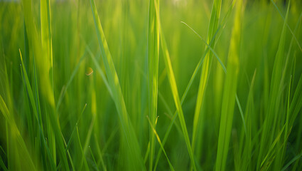 Soft focus green grass blades swaying gently in warm morning sunlight