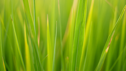Naklejka premium Close-up of vibrant green grass blades glowing in soft natural sunlight