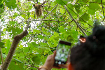 Person taking a photo of a sloth in the tropical rainforest of Costa Rica © Jordan