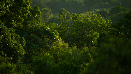 Dense green forest canopy with dappled sunlight filtering through lush tree leaves

